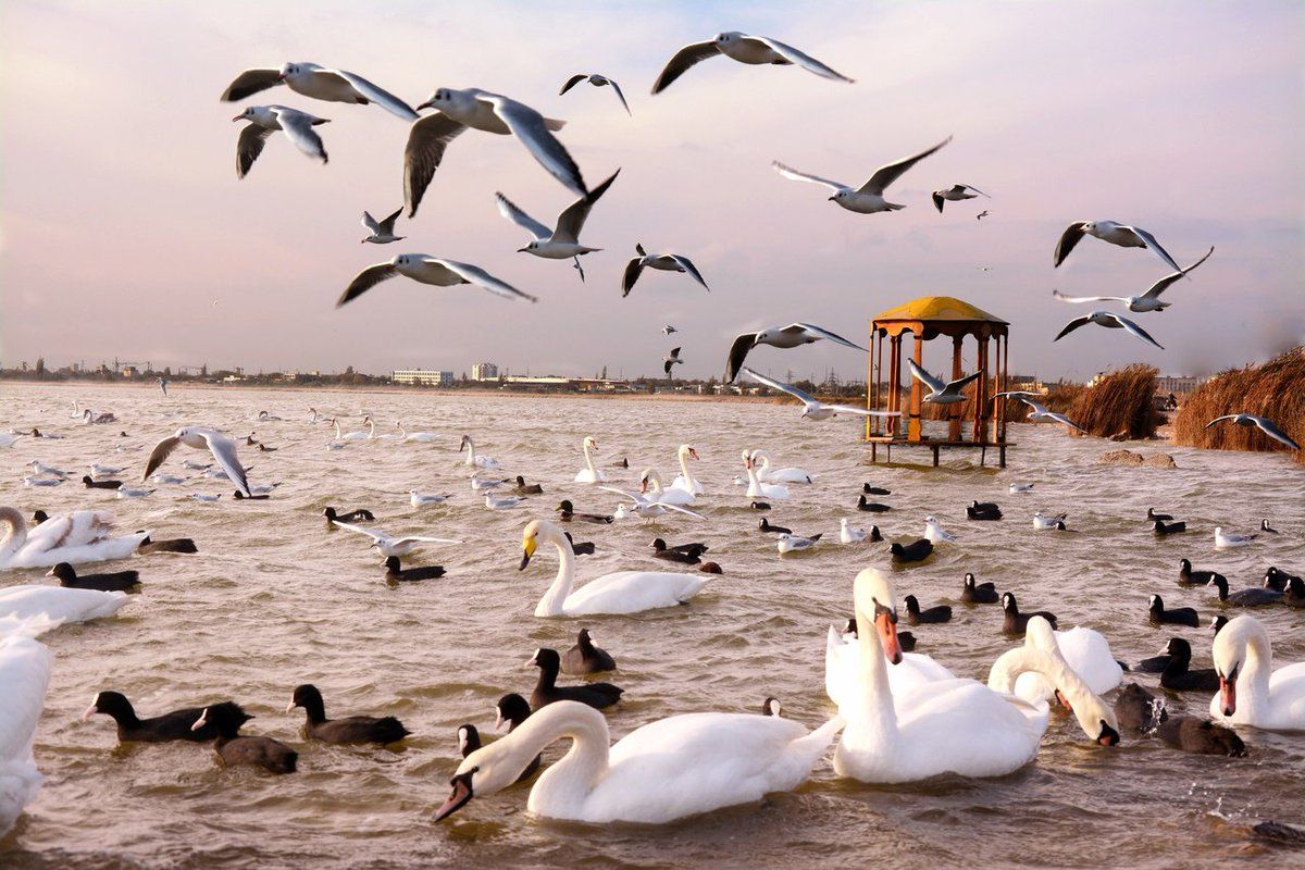 Лебеди на озере Сасык-Сиваш