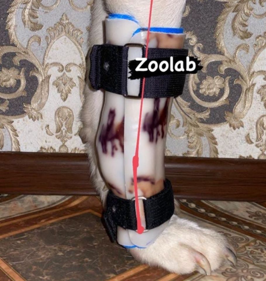 Протезы и ортезы для собак ZooLab