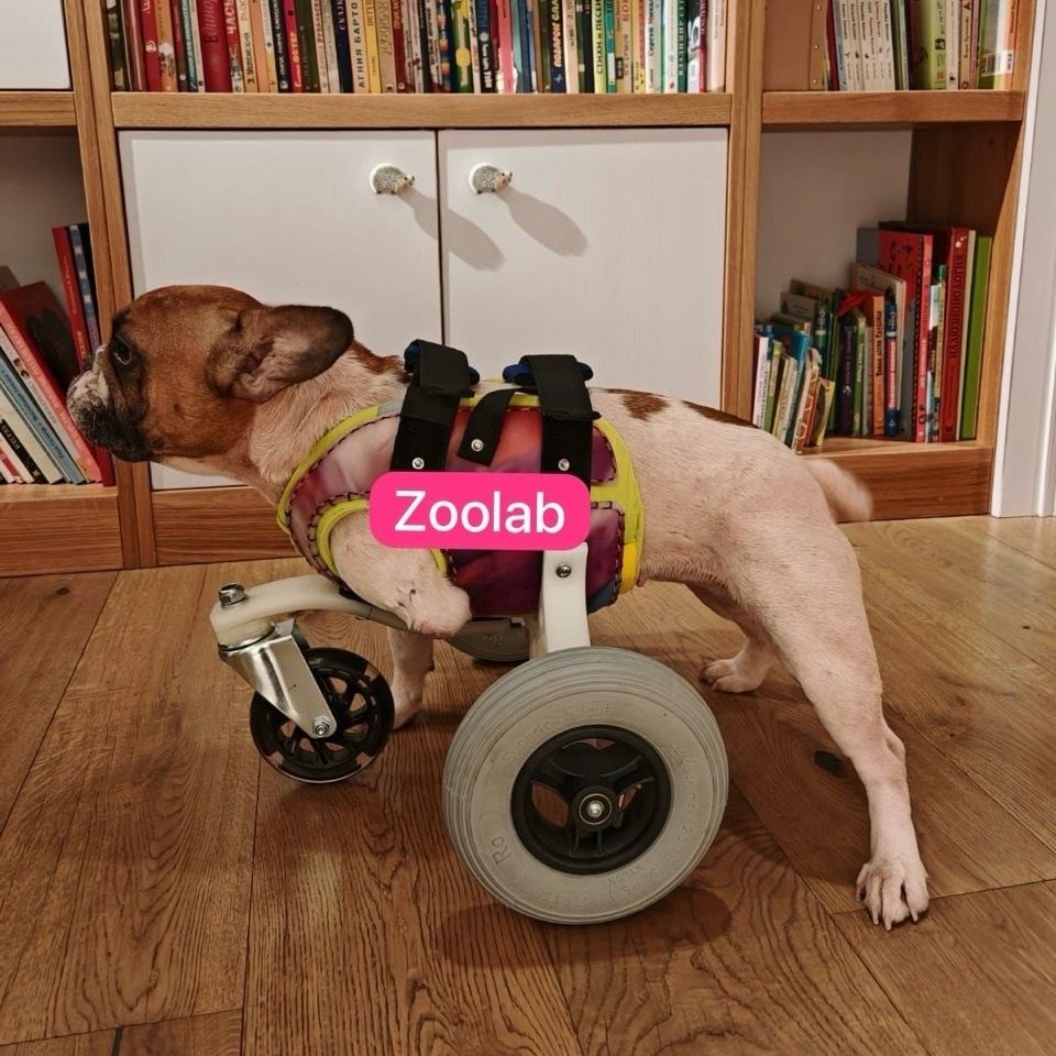 zoolab инвалидная коляска для собак