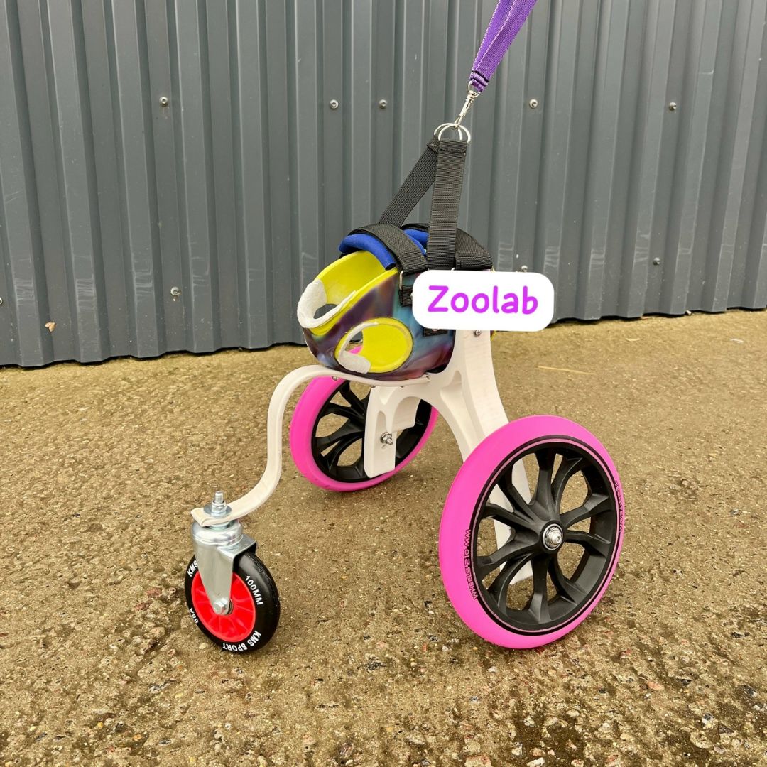 zoolab инвалидная коляска для собак