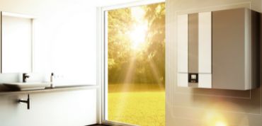 Wolf FGB near window -mgk