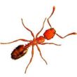 уничтожить муравьев