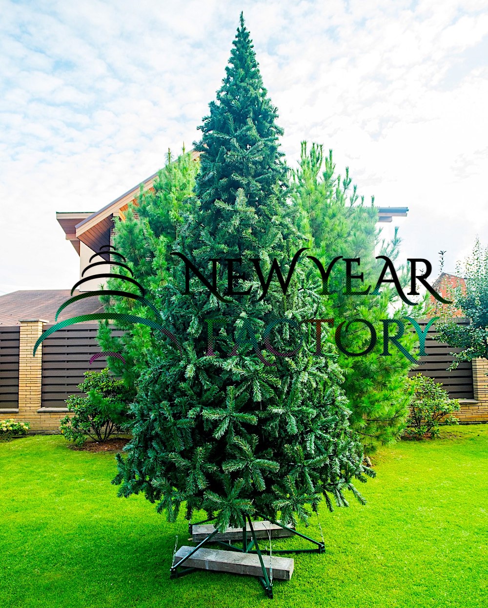 Ствольная ель Альпийская Премиум