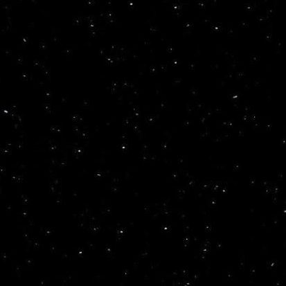 P004 Perna Black