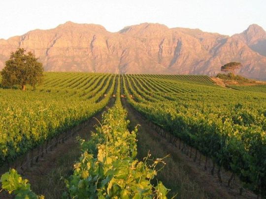 Тур на Винодельню в ЮАР