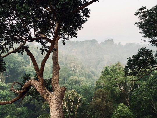 Тур в Гиббон Парк