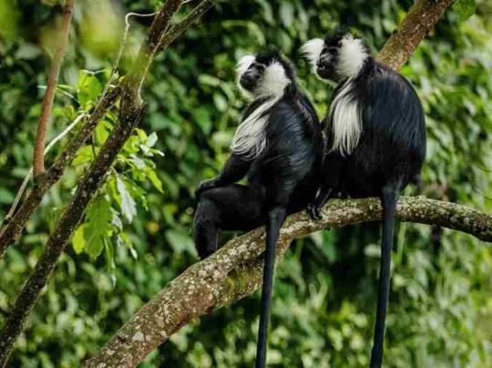 Колобусы в Парке Нюнгве