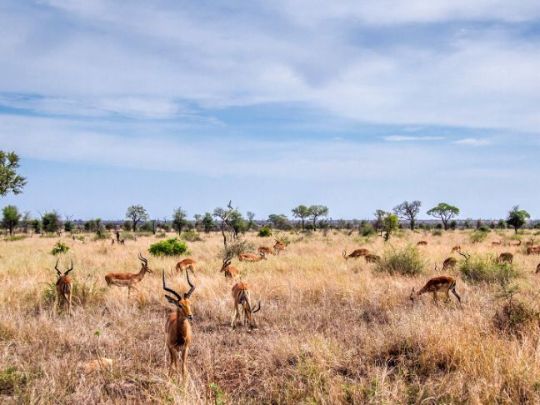 Сафари в Парке Крюгера