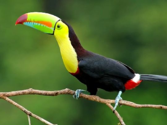 Тур в заповедник  Коста-Рики