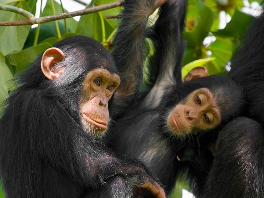 Тур на плантацию Gisakura Tea Estate