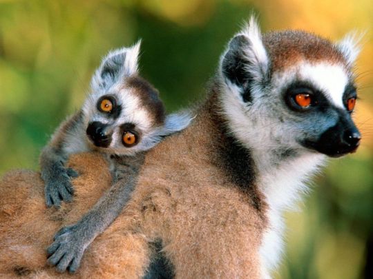 Тур в заповедник в Андасибе