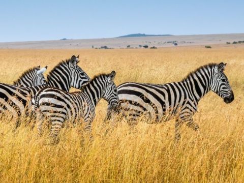 ЭКЗОТИЧЕСКИЕ ПУТЕШЕСТВИЯ