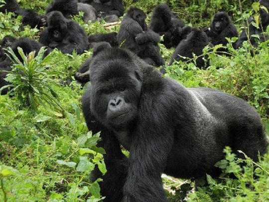 Парк Вулканов