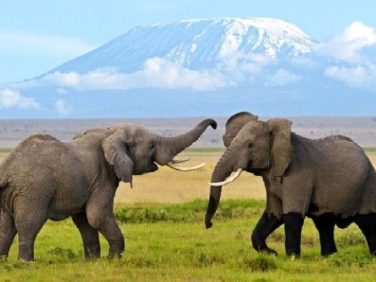 Парк в Кении