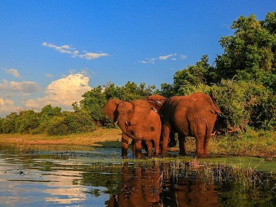 Тур в парк Крюгера на Сафари