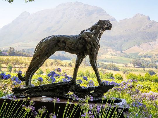 Тур в винодельню ЮАР