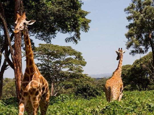 Тур в центр жирафов