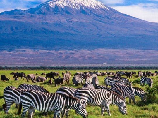 Сафари в Амбосели