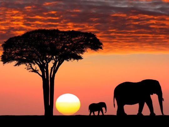 Сафари в парке Масай Мара