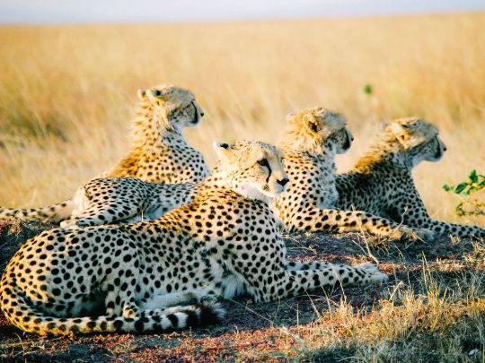 Сафари в Масай Мара