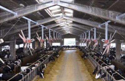 установка системы вентиляции в коровнике