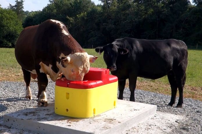 покрытия для животноводства. Системы поения