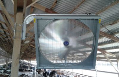 установка системы вентиляции в коровнике