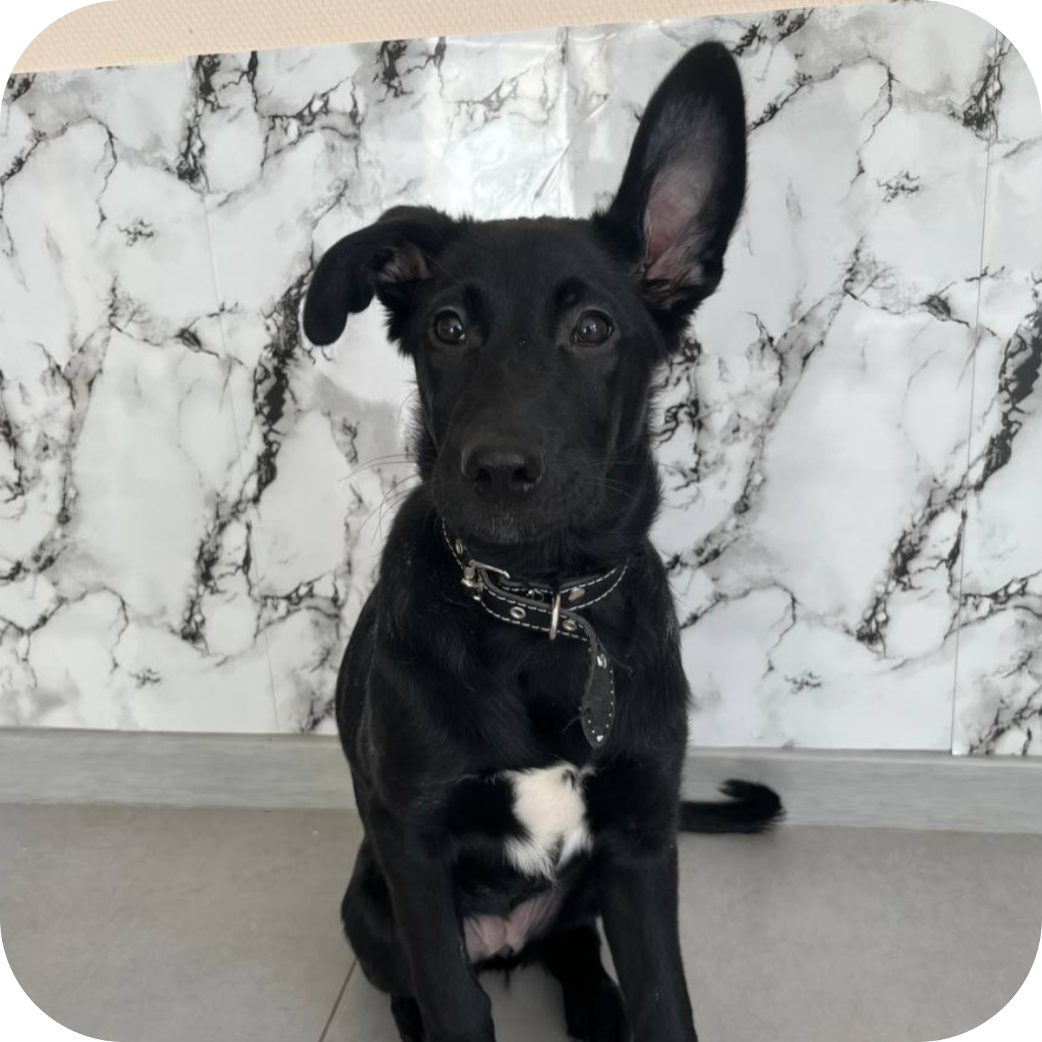 на фото выпускник Кинолог у дома собака метис Юкси