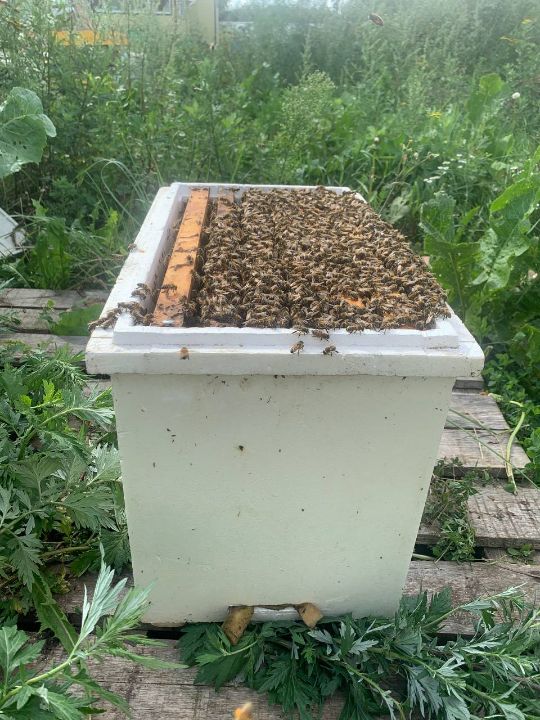 Дневник пчеловода: Июнь