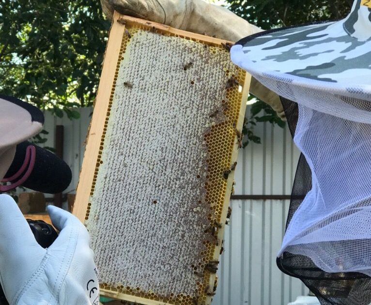 Купить Бакфаст Пчелосемью В Воронежской Области