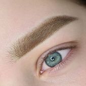 теория курса пудровые брови