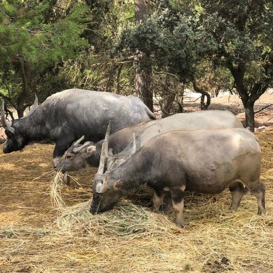 Сафари Айтана животные