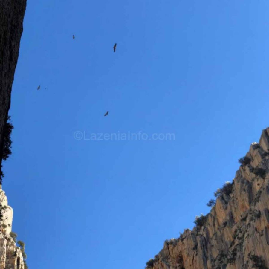 Хищные птицы