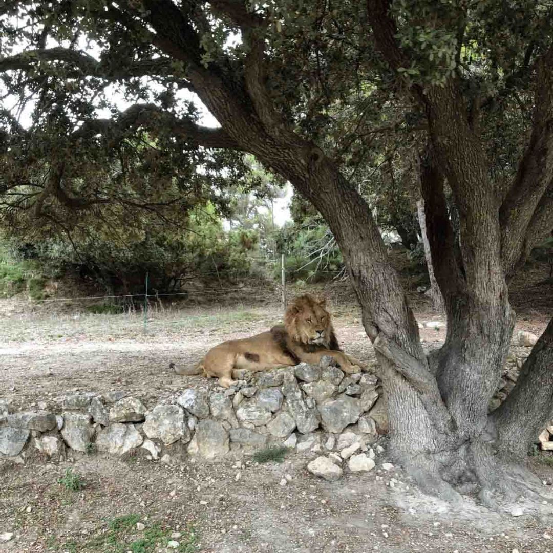 Сафари в Испании