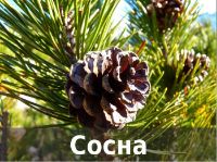 пиломатериалы из сосны