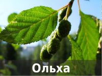 пиломатериалы из ольхи