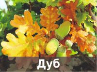 пиломатериалы из дуба