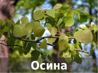пиломатериалы из осины