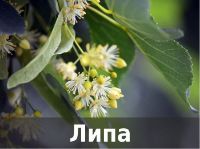 пиломатериалы из липа
