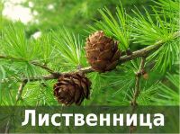 пиломатериалы из лиственницы