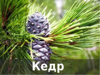 пиломатериалы из  кедра