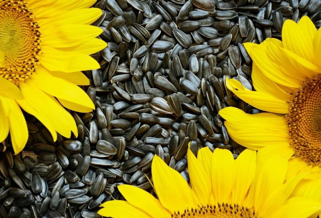 Подсолнечник реализация. Seeds подсолнух. Семена подсолнечника (10 кг). Sunflower семена подсолнечника. Семена Эмерия подсолнечник.