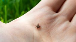 Клещ на руке