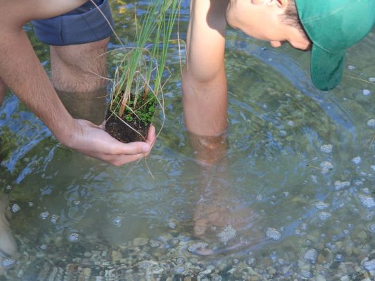 Уход и посадка прудовых растений растения
