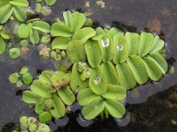 Сальвиния плавающая (Salvinia natans)