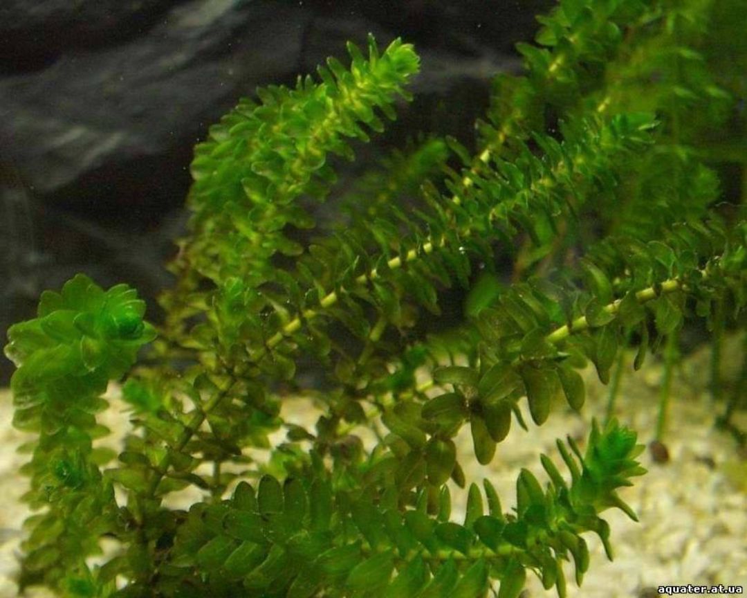 Elodea canadensis - Элодея канадская (водяная чума)