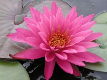 Марлиака хромателла Marliacea Chromatella