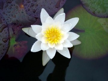 Marliacea Albida (Марлиака Альбида)