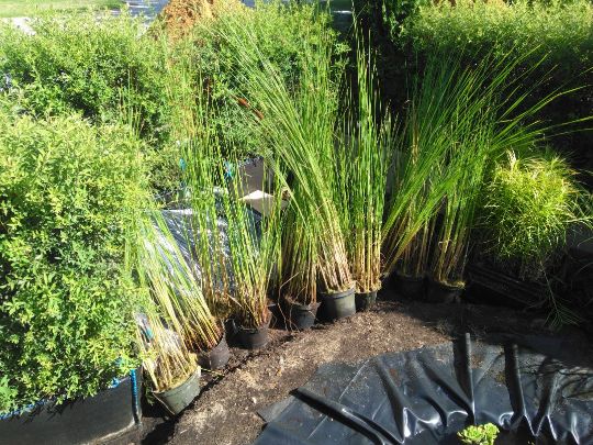 Водные растения в горшках