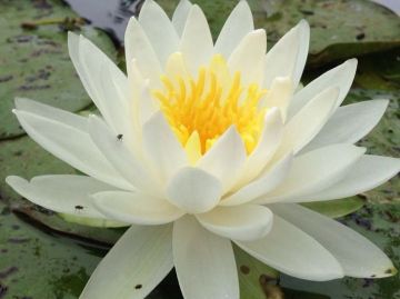 Нимфея тубероза Ричардсона (tuberosa Richardsonii)